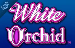 White Orchid slot logo